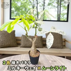 【ヒロ様　確認用】パキラ　ムーンライト　レモンライム　2種 超希少 パキラ ムーンライト ライムカラー 斑入りパキラ 観葉