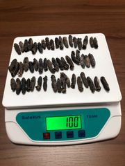 工場直売関西産A級品 乾燥なまこSSS 100g50匹 (計量時100g53本)