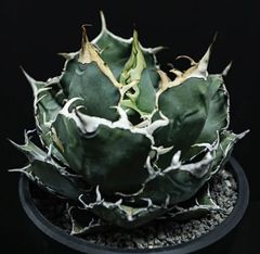 アガベ　チタノタ【白鯨】イラン輸入株　特大　強刺 zjGyQUoosmpauWMgGx57AL.jpg@jpg