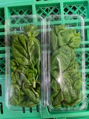 愛媛産バジル15g20パック入　☆2