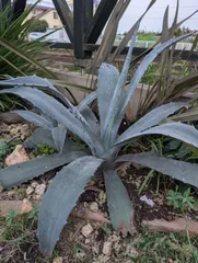 2026年最新】アガベ アメリカーナ 子株の人気アイテム - メルカリ