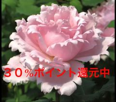 天の薔薇苑 - メルカリShops