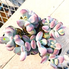 多肉屋紺碧☆9月ごろまで新規出品お休み - メルカリShops