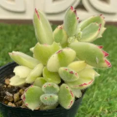 2025年最新】熊童子 多肉植物 錦の人気アイテム - メルカリ