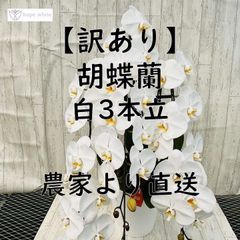 ✨豪華 生花胡蝶蘭 3本立ホワイト 鉢植 高さ/大凡92㎝ 存在感御座い