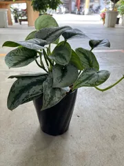 【超希少 インドネシア産】スキンダプサス 'セノパティ' 激レア 2025年最新】scindapsus スキンダプサスの人気アイテム - メルカリ