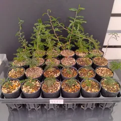 2025年最新】パキプス ベアルートの人気アイテム - メルカリ