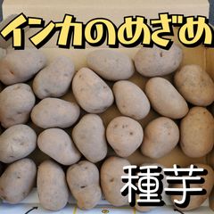 美味しくて家庭菜園でも大人気　インカのめざめ　種芋