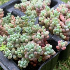 パープルヘイズ多肉植物