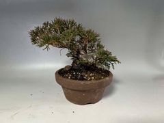 盆栽 糸魚川真柏 素材　15cm