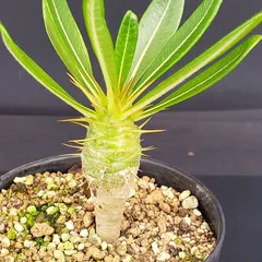 2025年最新】パキポディウム アンボンゲンセの人気アイテム