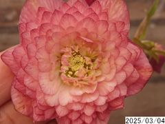 花1ガク0蕾2 開花株4号 揃い花弁 ”重ね咲”吉田多弁交配 吉田園芸生産 千重咲 超多弁 クリスマスローズ0305003