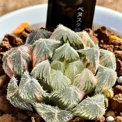 観葉植物　ハオルチア　ヌリビア　ベヌスタ錦　H1054 特選株　極上斑のサムネイル