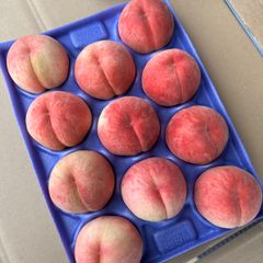 最終！！本日発送！！ももちゃん果樹園の桃　品種　あかつき　 約3キロ箱　良品
