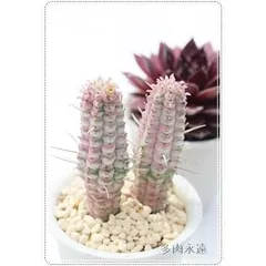 白樺キリン ユーフォルビア 2寸ポット トウダイクサ科 多肉植物 根付苗 多肉激安 珍品多肉植物