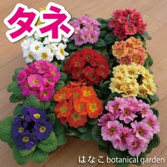 【花のタネ】　プリムラ　ジュリアン系　ハイブリット　ミックス (約50粒）