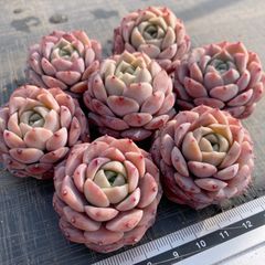 Hoshi 多肉植物 水曜日発送 - メルカリShops