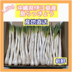 沖縄 伊江島産 島らっきょう 1.5kg 農家直送 新鮮- メルカリ