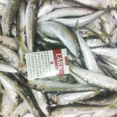 冷凍餌 マイワシ中サイズ14kg～約364匹 150-200ｍｍ程度 釣り餌 まいわし 鰯 釣りエサ 撒き餌 熱帯魚 観賞魚 アロワナ 淡水魚餌 大型魚のえさのサムネイル