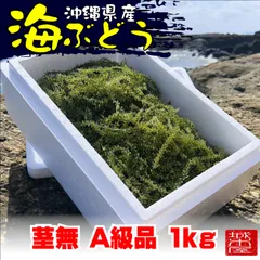 2024年最新】海ぶどう 茎なしの人気アイテム - メルカリ