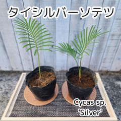 zoPD7Ypc42aZh87LTwmeAT.png@jpg