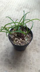 2025年最新】レデボウリアの人気アイテム - メルカリ 