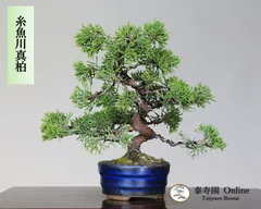 2025年最新】真柏模様木の人気アイテム - メルカリ 