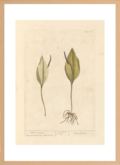 世界の名画 100年前 アートポスター 絵画 ボタニカル 植物 果物 ハーブ ヴォイニッチ手稿 おしゃれ レトロ ポップ インテリア フレームなし （A3サイズ）（ポスターのみ）