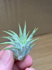 【ネコポス】チランジア イオナンタ ピーチ（from Jerry Domingo）Tillandsia ionantha ‘Peach’ from Jerry Domingo キンクマ農園☆T0114