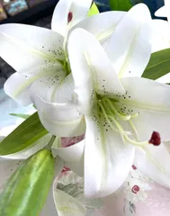 ノリタケ白い小花のブーケ模様6客未使用