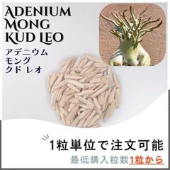 【種子】アデニウム モング  クド レオ / セット割あり 数量1粒から購入OK