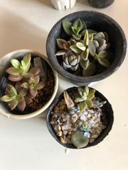 多肉植物　寄せ植え
