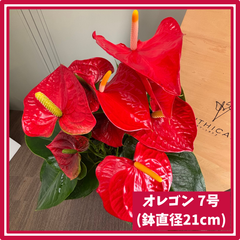 オレゴン アンスリウム 7号 赤 熟成紅うちわ 2株 高さ約70cm アンスリューム アンシカル