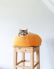 FELTED CAT HOUSE パンプキン　キャットハウスのサムネイル