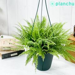 PLANCHU 観葉植物 ネフロレピス ツデー 6号吊り鉢 育て方説明書付き Nephrolepis exaltata ‘Teddy Junior’ ボストンファーン ボストンファン シダ植物