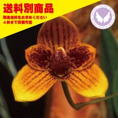 洋蘭 Bulb pardalotum