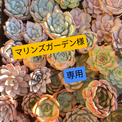 マリンズガーデン様　専用ページ
