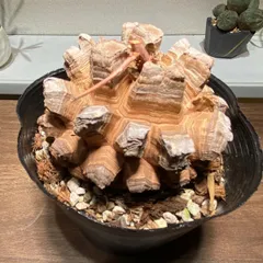 鉢径23㌢　実生丸型　長谷川園芸　亀甲竜　株幅13.8センチ　鉢ごと送料込み 2025年最新】亀甲竜 長谷川の人気アイテム - メルカリ