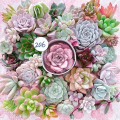 2025年最新】多肉植物エケベリアセットの人気アイテム - メルカリ