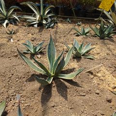 アガベ　アメリカーナ　マシュマロクリーム　直径約35㎝　AGAVE
