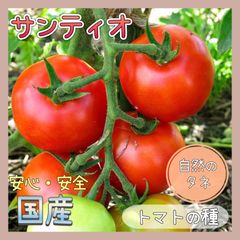 【国内育成・採取】 サンティオ 家庭菜園 種 タネ トマト 野菜