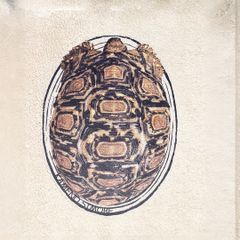 ヒョウモンガメ甲羅プリントインテリアマット　35×50 カメマット