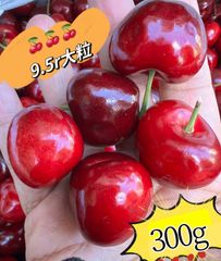 超大粒❣️常温発送！アメリカンチェリー300g 大容量　ポスト投函　　9.5row  サクランボ American Premium Cherries 美國車厘子 櫻桃 家庭用 お中元 さくらんぼ　ジューシーな果肉　国内検品発送