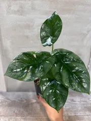 2025年最新】アロカシア シヌアータの人気アイテム - メルカリ