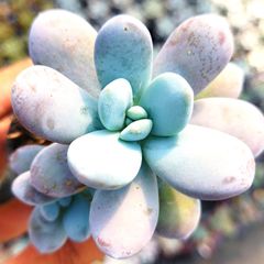 多肉植物　ブルーシャトー　抜き苗　エケベリア ブルーシャトウ | TOMOZOO