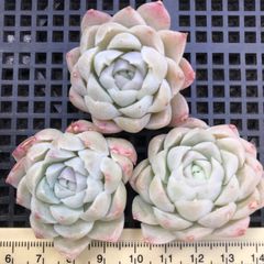 SALE❣️多肉植物　エケベリア　ピンクヒューミリス   カット苗　3点