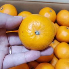 【愛媛県産】はれひめ小粒 2.5㎏+α