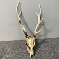 キュウシュウジカの角(頭骨付き) キュウシュウジカの角(頭骨付き) 71kmZNXJCiL._UF894,1000_QL80_.jpg