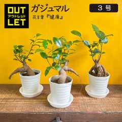 観葉植物 小さい ミニ 【アウトレット】 3鉢セット ガジュマルの木 がじゅまる フィカス 小さい 3号 鉢植え 白セラアート鉢 おしゃれ ご自宅用 送料無料 [白2]