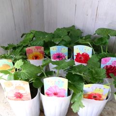 おまかせ♡ランドセルシリーズ♡ラナンキュラス♡